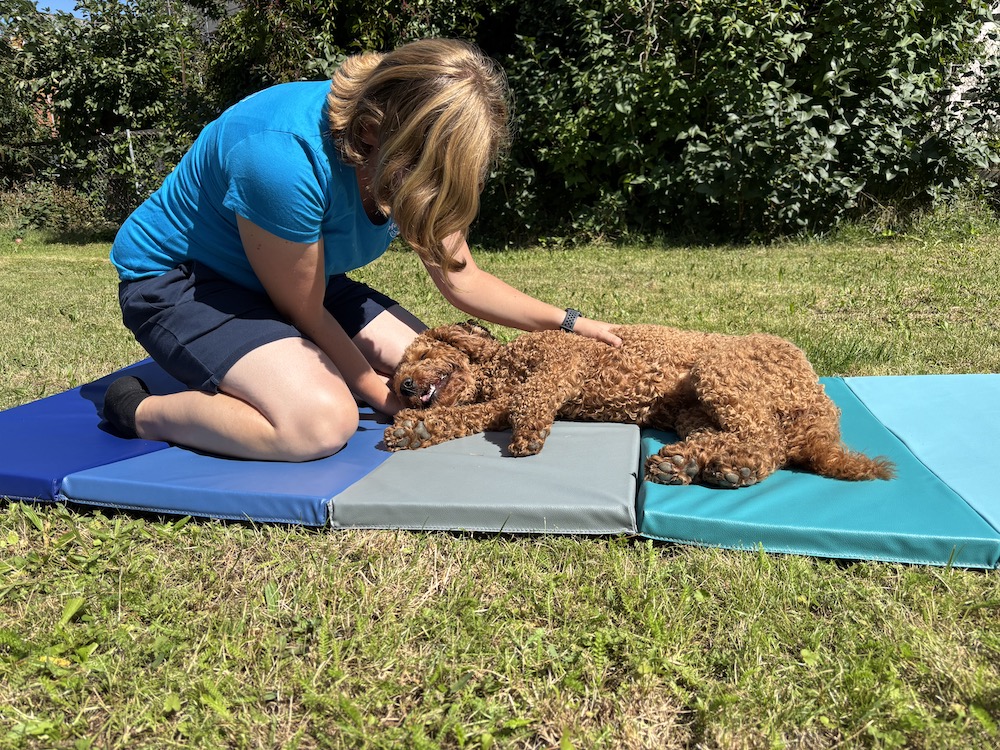 Allergien - was Hund und Mensch gemeinsam haben