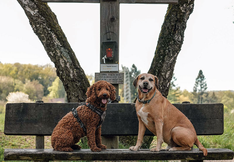 Ein neuer Weg mit der Pfotenzeit