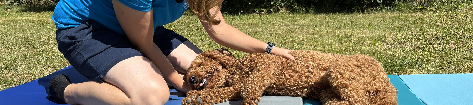 Deine Pfotenzeit Hundephyisotherapie Regensburg